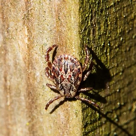 Réf. 200 781 : Dermacentor sp.